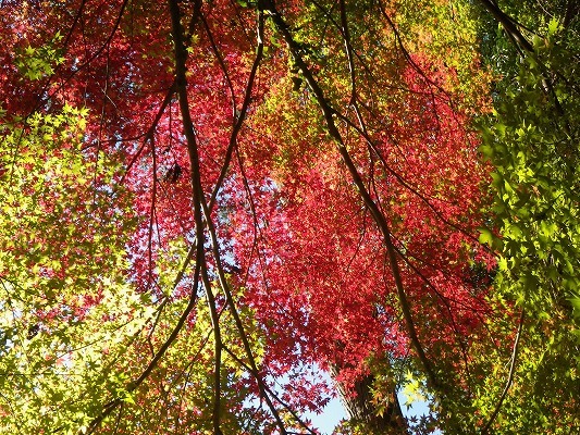 17-12：烽火山（七面山＆妙相寺）紅葉！　　　_f0187402_20553976.jpg