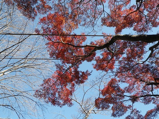 17-12：烽火山（七面山＆妙相寺）紅葉！　　　_f0187402_20564648.jpg