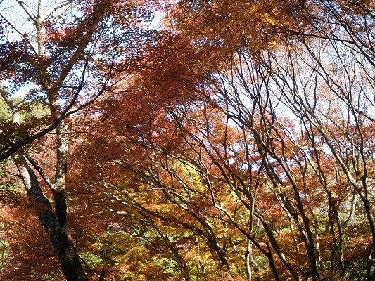 17-12：烽火山（七面山＆妙相寺）紅葉！　　　_f0187402_20565193.jpg