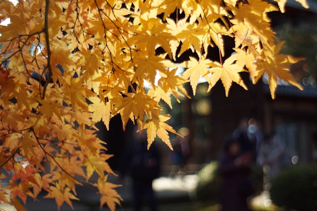 豪徳寺_c0186410_19324484.jpg