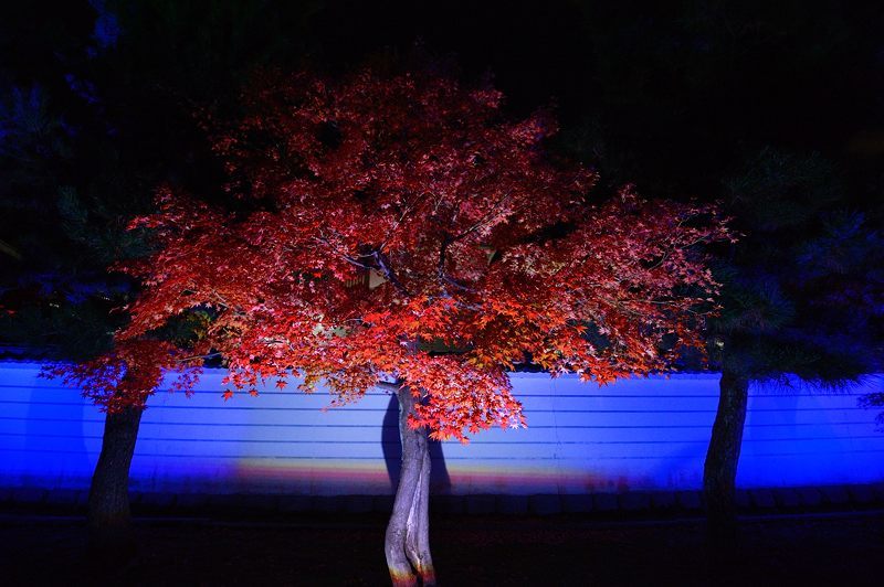 2017京都の紅葉・上京区 妙顕寺ライトアップ_f0032011_20563402.jpg