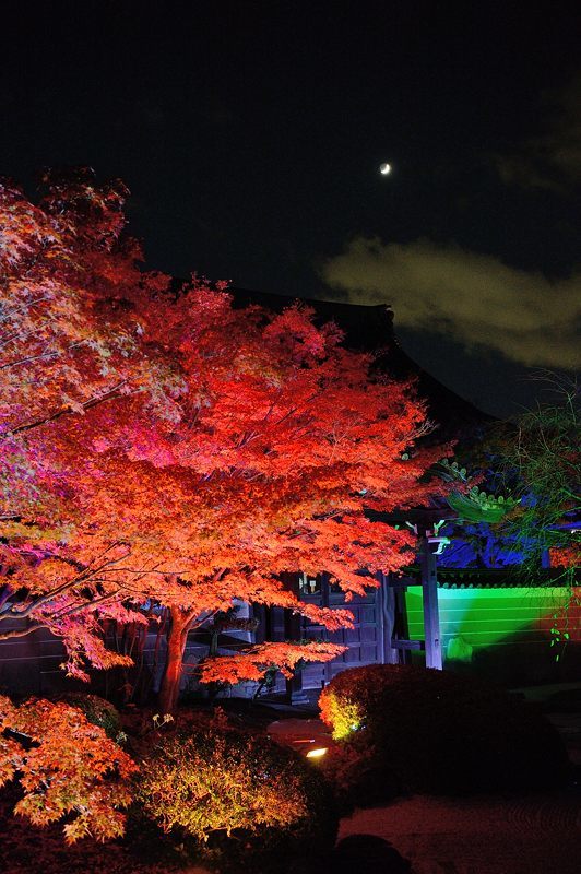 2017京都の紅葉・上京区 妙顕寺ライトアップ_f0032011_20563485.jpg