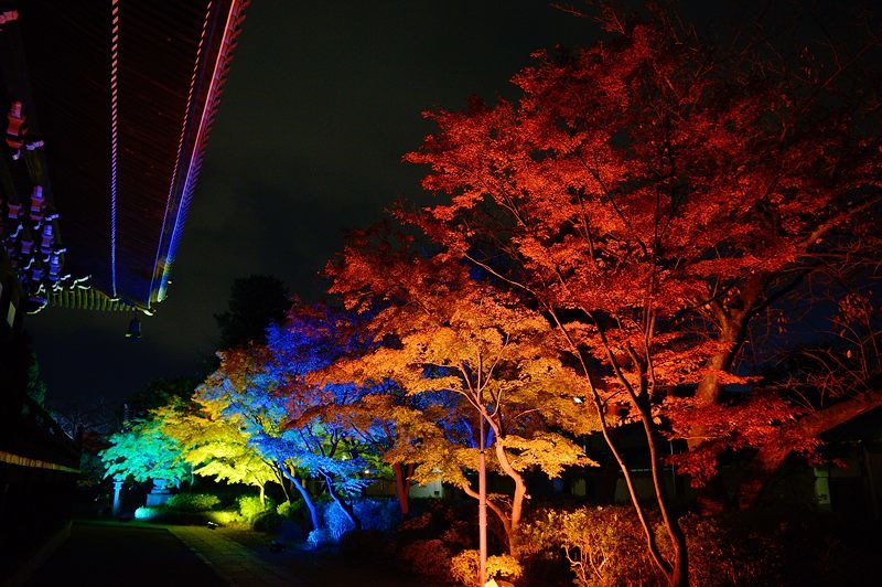 2017京都の紅葉・上京区 妙顕寺ライトアップ_f0032011_20563577.jpg