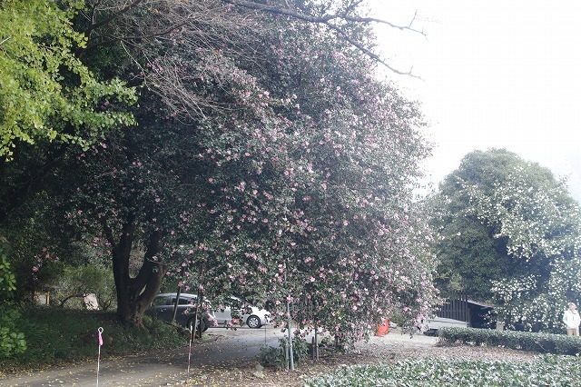 e0321325_18592729.jpg
