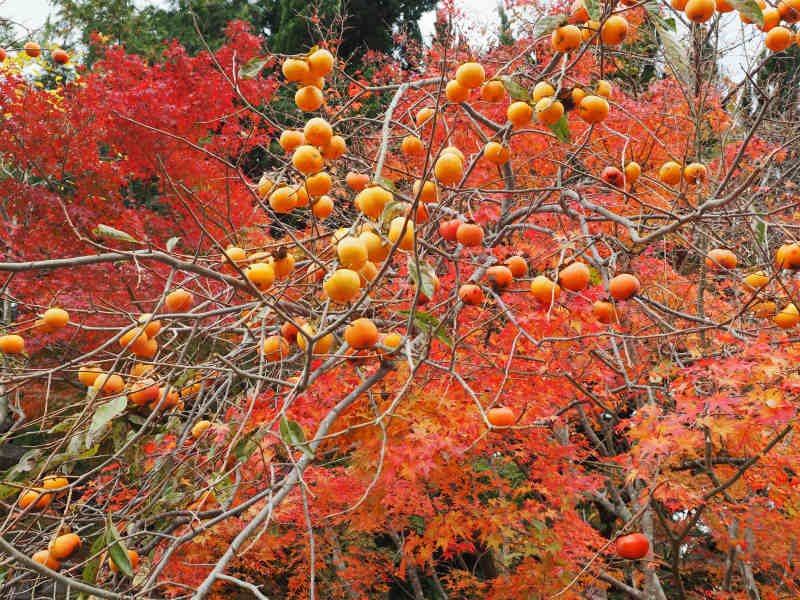 大山寺-2_e0255927_14375311.jpg