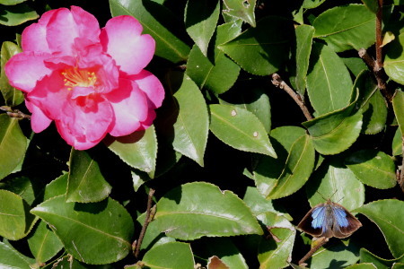 c0353632_16285413.jpg