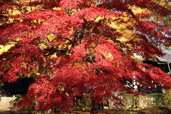 １７年紅葉旅⑨栃木県足利市鑁阿寺（ばんなじ）その２_f0229832_09500770.jpg