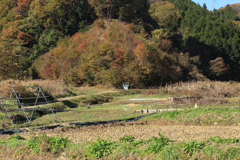 いがり先生の植物写真ws 横沢入 風立ちぬベンチ