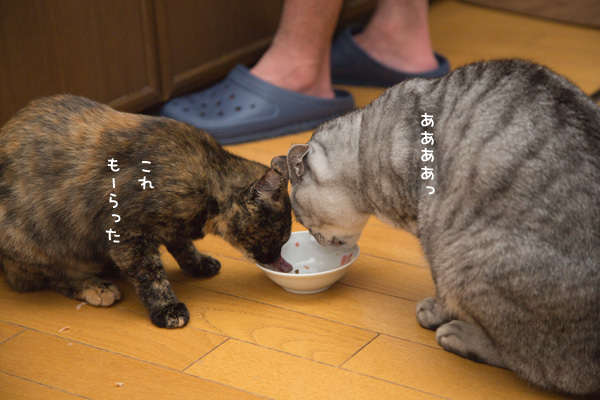 お魚祭り第二ラウンド _d0355333_14295473.jpg