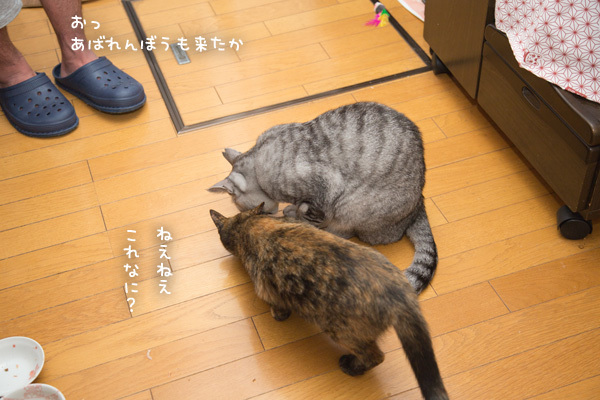 お魚祭り第二ラウンド _d0355333_14330819.jpg