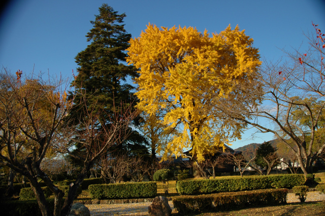 白馬渓の紅葉＆臼杵城址公園の公孫樹!_e0272335_54097.jpg