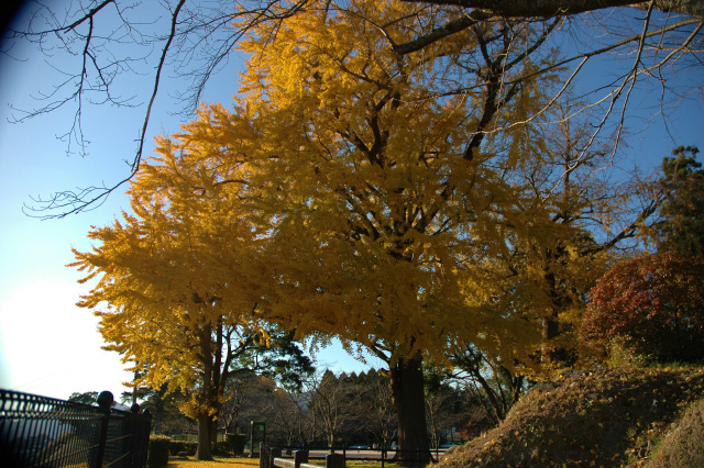 白馬渓の紅葉＆臼杵城址公園の公孫樹!_e0272335_581846.jpg