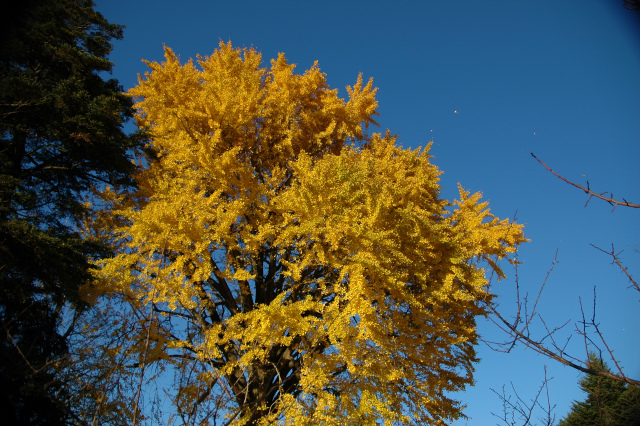 白馬渓の紅葉＆臼杵城址公園の公孫樹!_e0272335_592564.jpg