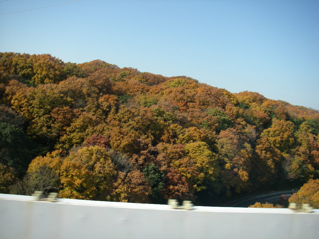 e0060041_97377.jpg