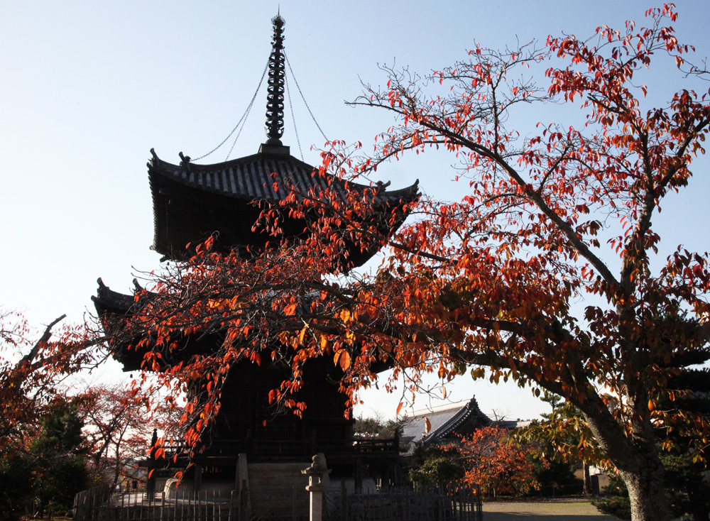 大阪　叡福寺　栴檀（せんだん）の実　紅葉_c0108146_22455430.jpg