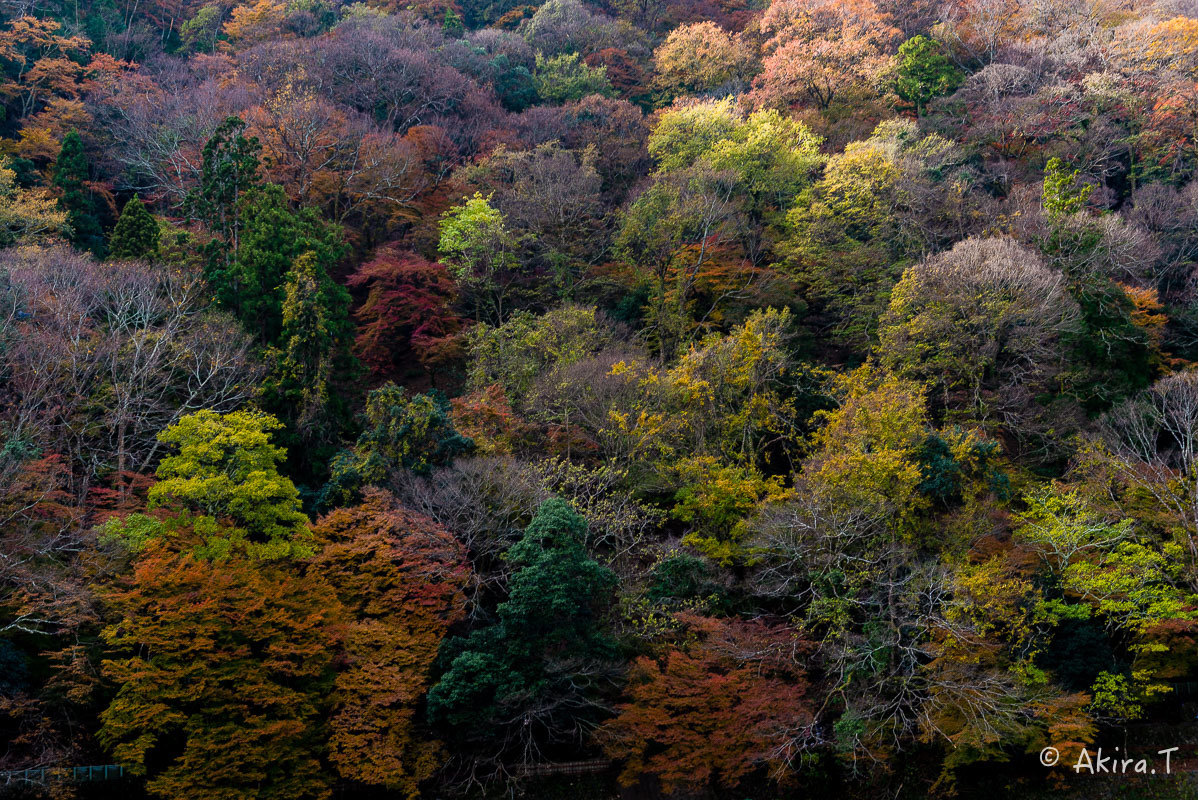 京都の紅葉 2017 〜11〜_f0152550_19284742.jpg