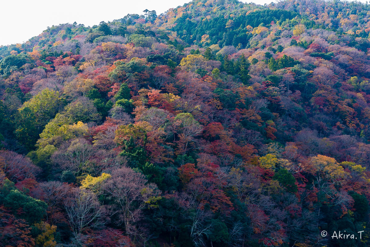 京都の紅葉 2017 〜11〜_f0152550_19304090.jpg