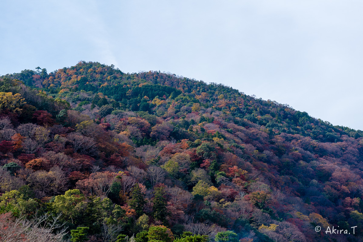 京都の紅葉 2017 〜11〜_f0152550_19322027.jpg