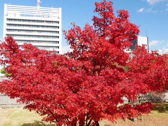 　　黄葉・紅葉　　　２０１７-１２-０７　００：００_b0093754_2153355.jpg