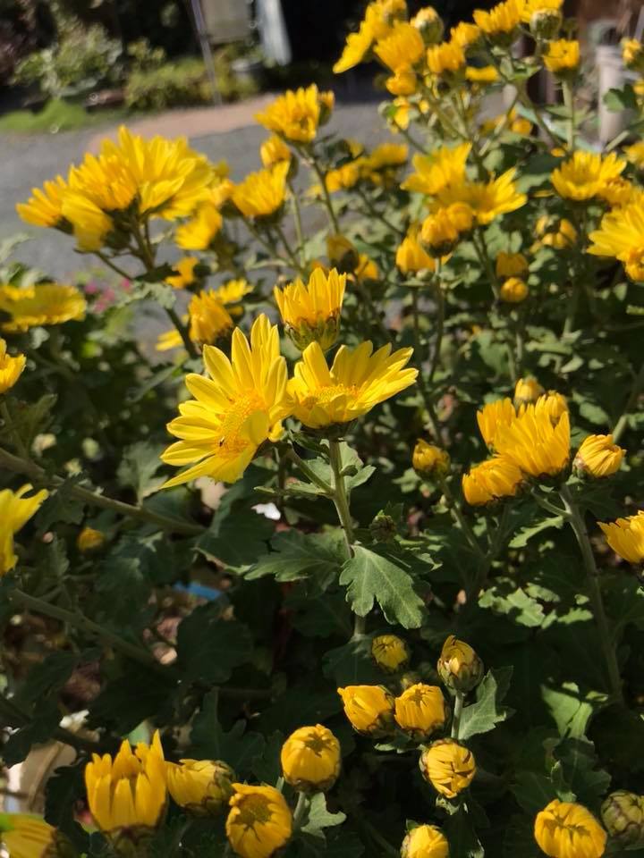 c0115560_12080348.jpg
