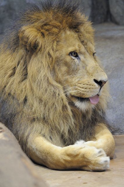 サバンナの捕食者の頂点に立つライオン_c0081462_21543452.jpg