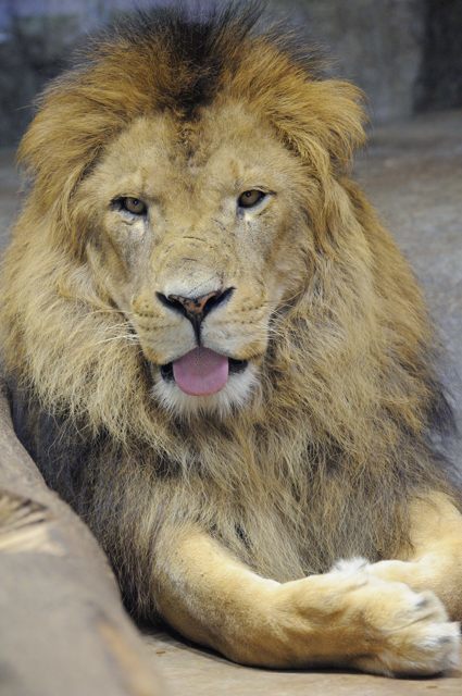 サバンナの捕食者の頂点に立つライオン_c0081462_21543876.jpg