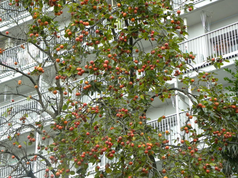 散歩・散歩・散歩・・・雨が残ってるよ_c0162773_14245353.jpg