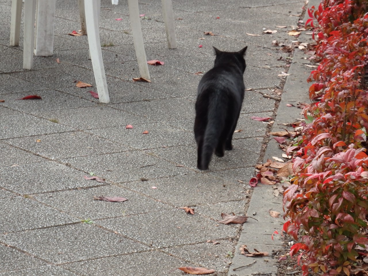 『河川環境楽園の猫と鳥と風景と･････』_d0054276_1943017.jpg