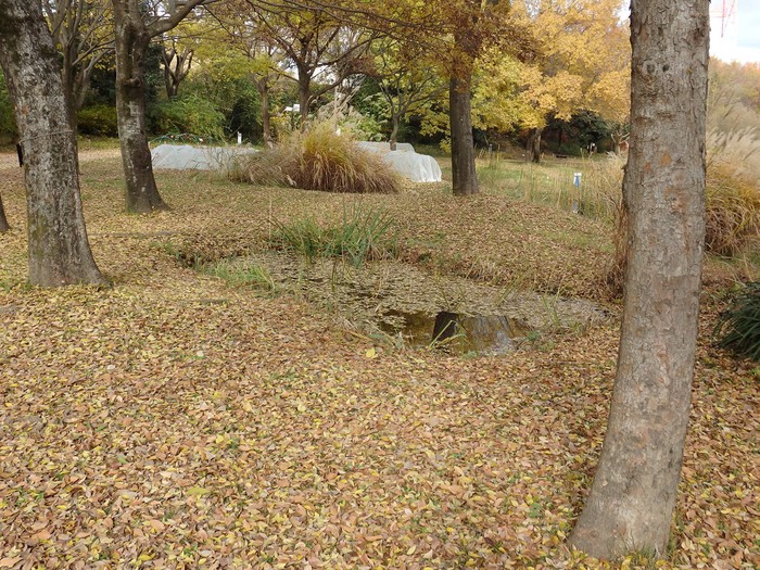 『河川環境楽園の猫と鳥と風景と･････』_d0054276_19465386.jpg