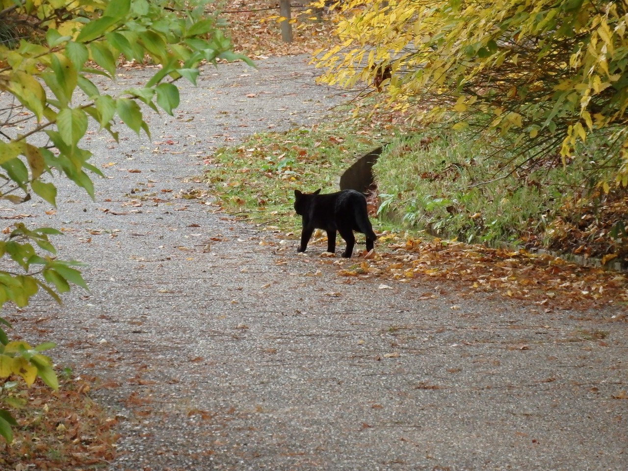 『河川環境楽園の猫と鳥と風景と･････』_d0054276_19503779.jpg