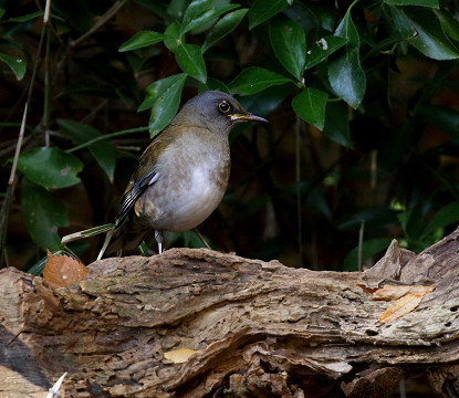 冬鳥　シロハラ_b0227680_20432974.jpg