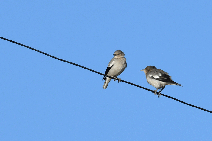 駿河の鳥さん　＜唐椋鳥・尾長鴨　他＞_e0248688_17560413.gif