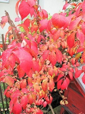 c0117898_21363301.jpg