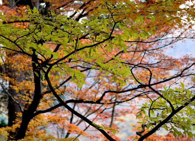 もみじの美しい神社にてⅡ_a0260500_10081860.jpg