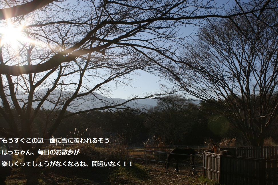 はっちゃん 新しい家族のもとへ!_f0242002_11313994.jpg