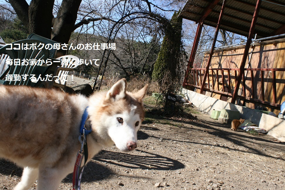はっちゃん 新しい家族のもとへ!_f0242002_11335229.jpg