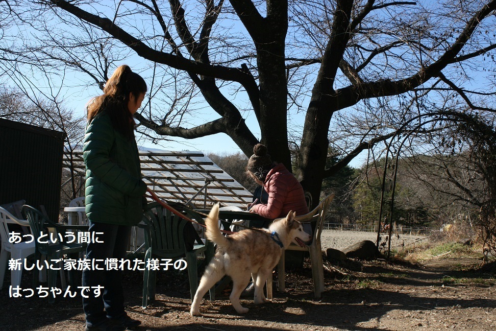 はっちゃん 新しい家族のもとへ!_f0242002_12032930.jpg