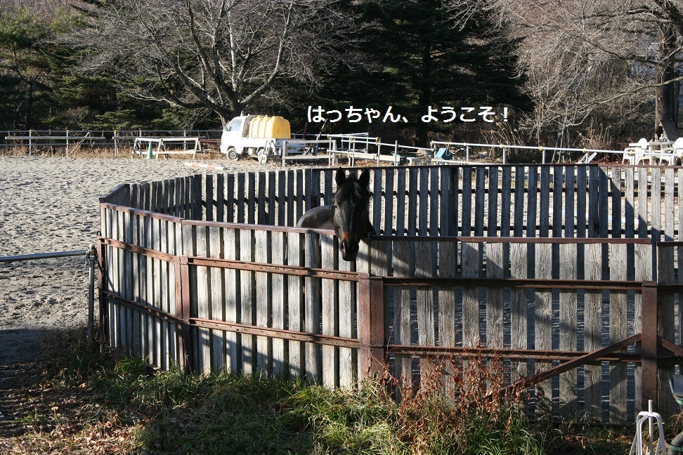 はっちゃん 新しい家族のもとへ!_f0242002_12071336.jpg