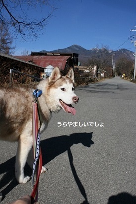 はっちゃん 新しい家族のもとへ!_f0242002_12223964.jpg