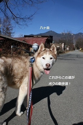 はっちゃん 新しい家族のもとへ!_f0242002_12224535.jpg
