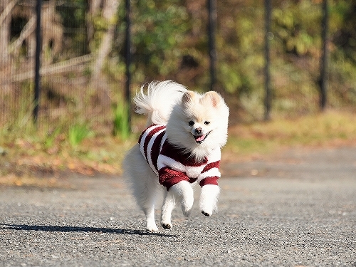 ごめん、構ってやれない_d0360206_23590038.jpg