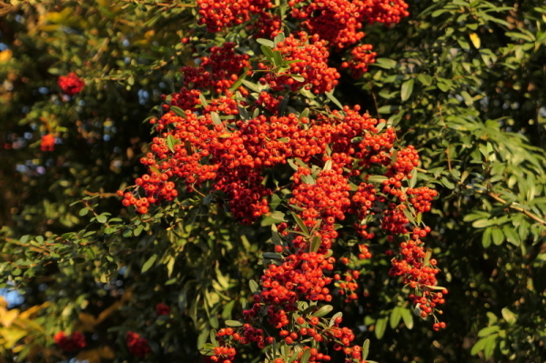 f0369014_13345009.jpg