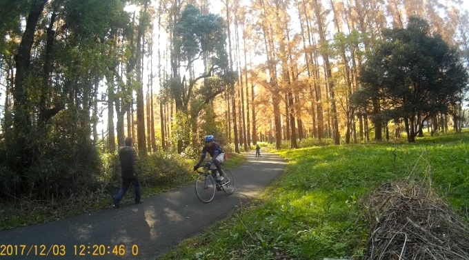 水元公園で紅葉_f0376214_17484488.jpg