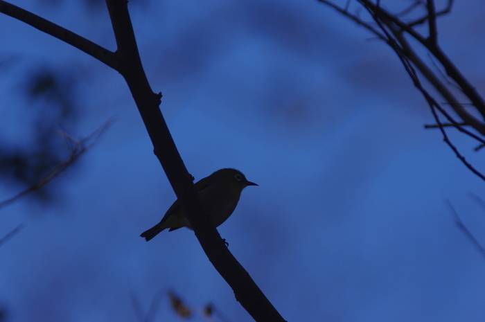 紅葉と鳥撮りにワンコの散歩_a0251116_17172679.jpg