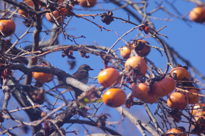 紅葉と鳥撮りにワンコの散歩_a0251116_17181659.jpg