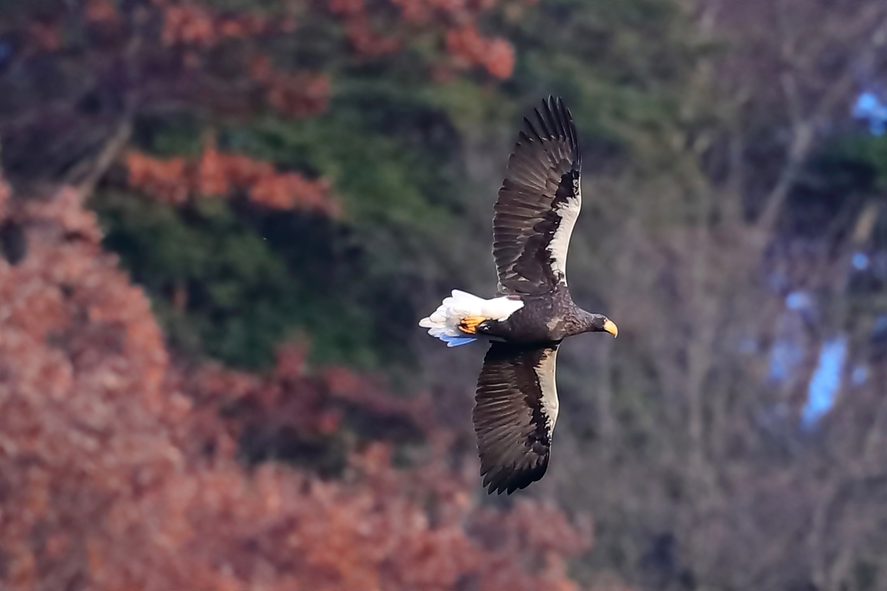 オオワシ ① 2017-12月_d0347517_21360153.jpg