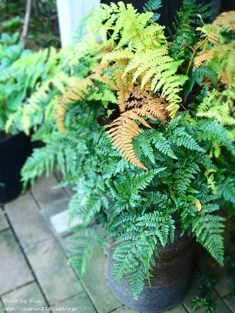 c0274618_18325696.jpg