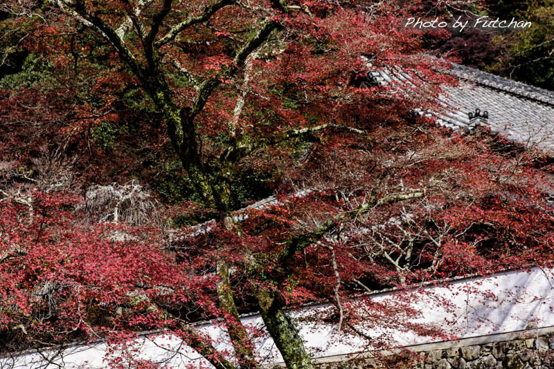 a0158226_20014329.jpg