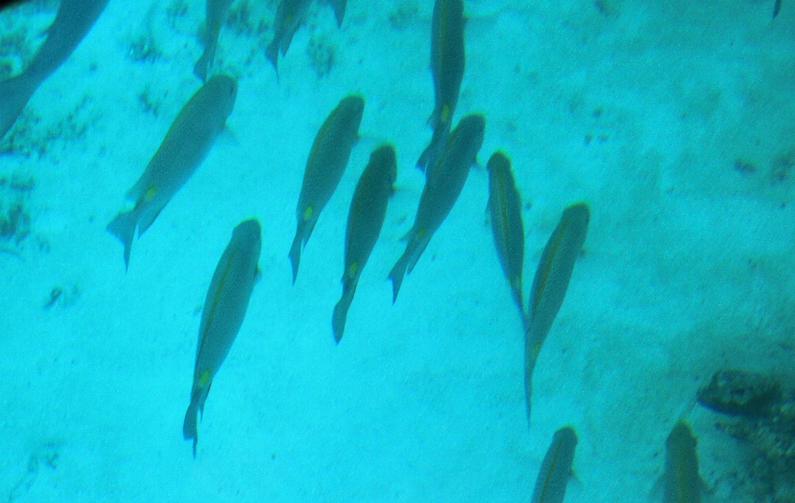 c0355331_15361510.jpg