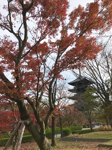 秋の東寺_c0081032_17111544.jpg